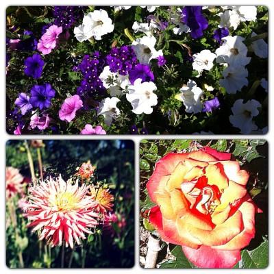 UN DIMANCHE D'ETE DANS LE JARDIN Instagram-3336.JPG