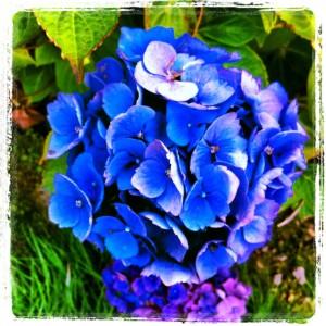 UN DIMANCHE D'ETE DANS LE JARDIN Instagram-1579.JPG