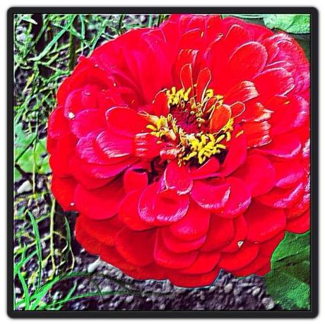 UN DIMANCHE D'ETE DANS LE JARDIN Instagram-3331.JPG