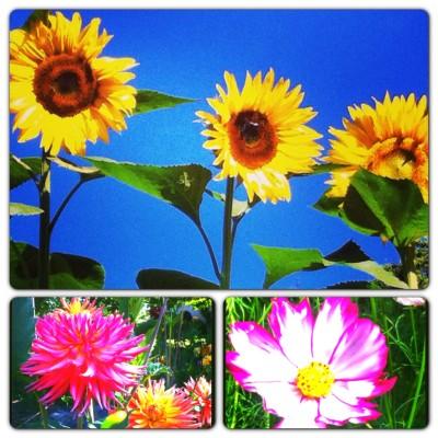 UN DIMANCHE D'ETE DANS LE JARDIN Instagram-3298.JPG