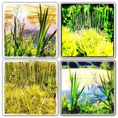 UN DIMANCHE D'ETE DANS LE JARDIN Instagram-3335.JPG