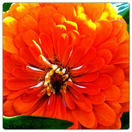 UN DIMANCHE D'ETE DANS LE JARDIN Instagram-3297.JPG