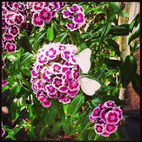 UN DIMANCHE D'ETE DANS LE JARDIN Instagram-0792.JPG