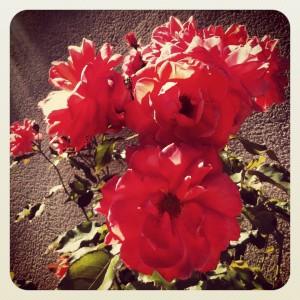 UN DIMANCHE D'ETE DANS LE JARDIN Instagram-1584.JPG