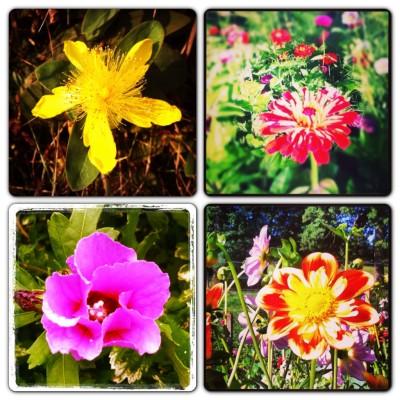 UN DIMANCHE D'ETE DANS LE JARDIN Instagram-3296.JPG