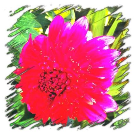 UN DIMANCHE D'ETE DANS LE JARDIN Instagram-3333.JPG