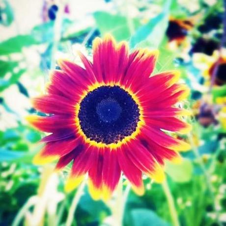 UN DIMANCHE D'ETE DANS LE JARDIN Instagram-1869.JPG