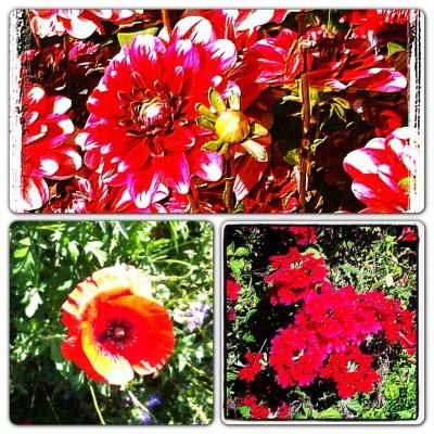 UN DIMANCHE D'ETE DANS LE JARDIN Instagram-3329.JPG