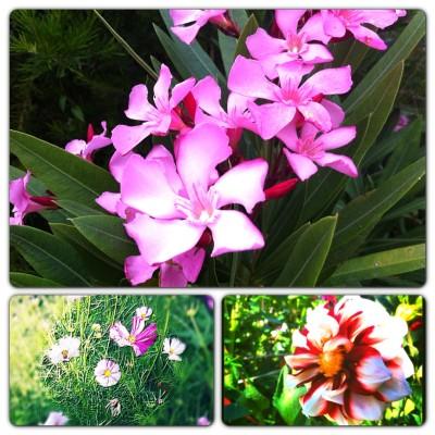 UN DIMANCHE D'ETE DANS LE JARDIN Instagram-3332.JPG