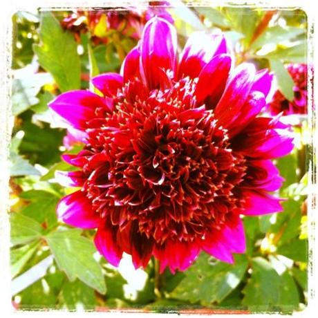 UN DIMANCHE D'ETE DANS LE JARDIN Instagram-1875.JPG