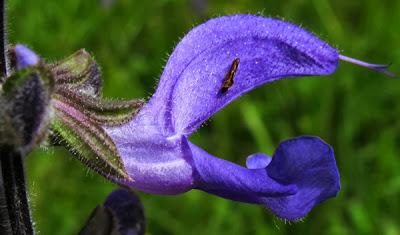 Salvia pratensis (Sauge des prés)