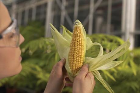 OGM maïs transgénique