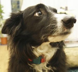 GÉRONTO: L'humeur du chien trahit la santé de son maître – Newcastle University