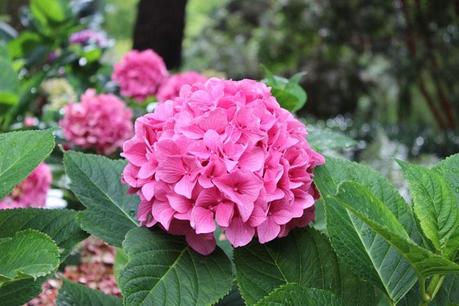 nantes,jardin des plantes,claude ponti,voyage à nantes