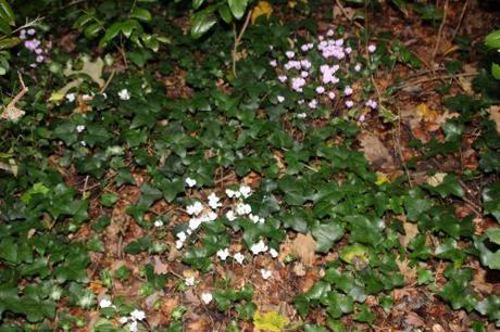Cyclamen hederifolium 3 cyclamen hed 9 oct 2013 003 (13).jpg