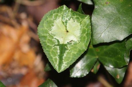 Cyclamen hederifolium 6 cyclamen hed 9 oct 2013 003 (9).jpg