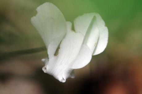 Cyclamen hederifolium cyclamen blanc 23 sept 017.jpg