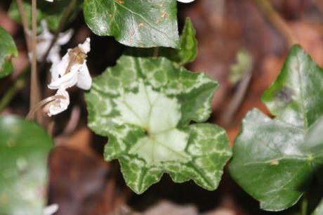 Cyclamen hederifolium 7 cyclamen hed 9 oct 2013 003 (10).jpg