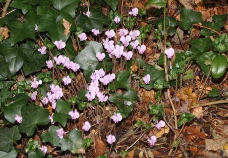 Cyclamen hederifolium 4 cyclamen hed 9 oct 2013 003 (2).jpg