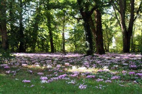 Cyclamen hederifolium 1 cyclamen arbofolia 9 oct 2010 023.jpg