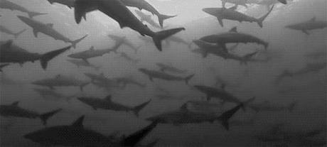 banc de requins