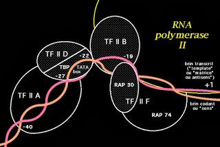 Indications structurelles relatives à l’initiation de la transcription par la RNA polymérase II