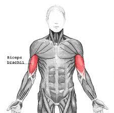 Exercices pour se muscler les biceps (sans poids ,sans haltère)
