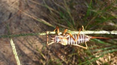 Jeudi se balade le dimanche rectangle P1400160