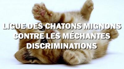 Discrimination, MRAP et autres niaiseries : on ne peut pas être sérieux tous les jours chaton mignon contre les discriminations