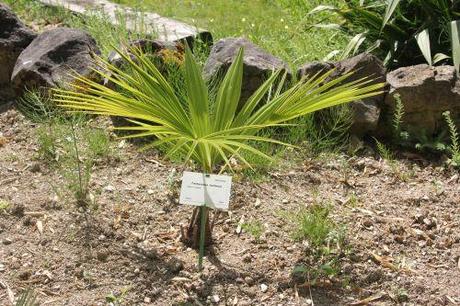 trachycarpus martianus marnay 16 juin 2013 085 (1).jpg