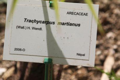 trachycarpus martianus marnay 16 juin 2013 085 (2).jpg