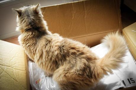 Le projet “My Perfect Closet by TBTG” MyPerfectCloset2