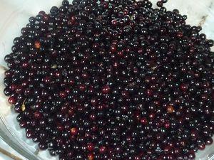 Gelée de baies de sureau noir P1140454