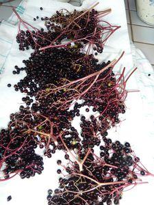 Gelée de baies de sureau noir P1140452_r1