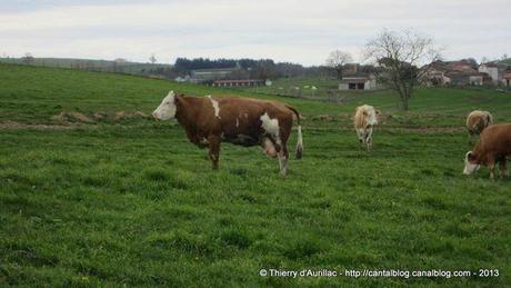 Retour sur le concours ''Les délices à la Fourme d'Ambert'' IMG_0324