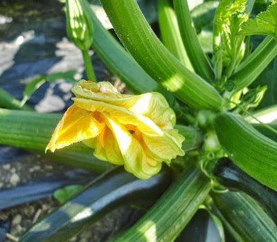 Prise 3 de notre potager 2013