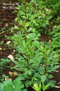 Le jardin de Titi jardin-3860.JPG