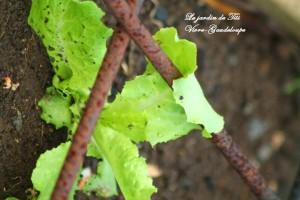 Le jardin de Titi jardin-3855.JPG