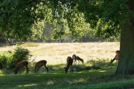 Les cerfs de Richmond Park, Londres