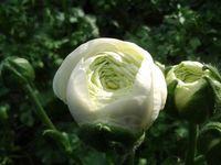 Sica renoncule_01 Sica renoncule_01