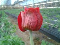 Sica anemone_02 Sica anemone_02