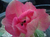 Sica anémone Sica anémone