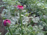 Sica renoncules_02 Sica renoncules_02