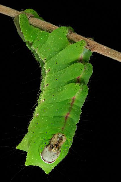 Conseils d’une chenille #1 ♣ drôles de petites bêtes ch8