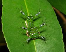 ch4 Conseils d’une chenille #1 ♣ drôles de petites bêtes