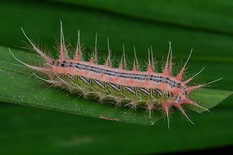 Conseils d’une chenille #1 ♣ drôles de petites bêtes ch9