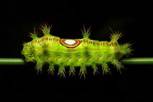 ch3 Conseils d’une chenille #1 ♣ drôles de petites bêtes