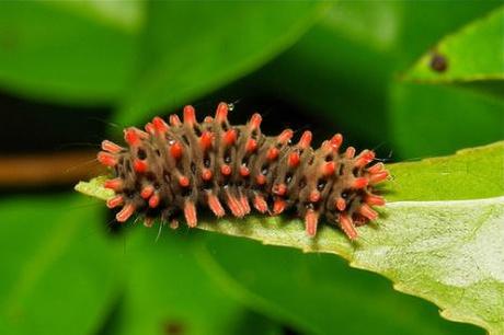 ch5 Conseils d’une chenille #1 ♣ drôles de petites bêtes