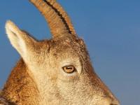 Portrait d’une étagne Portrait d’une étagne