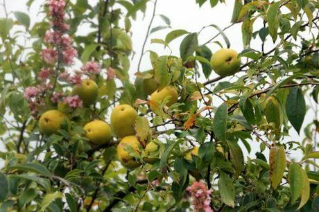 Pseudocydonia sinensis 2 pseudocydonia barres 12 oct 2013 092 (1).jpg
